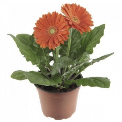 Гербера микс