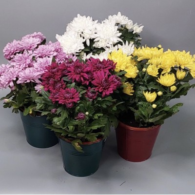 Хризантемы микс