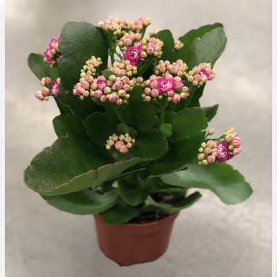 Каланхоэ Коландива 