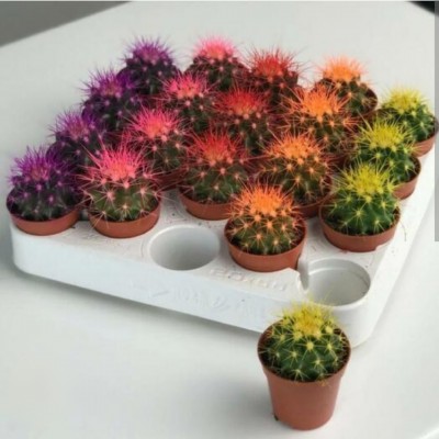 Эхинокактус крашенный