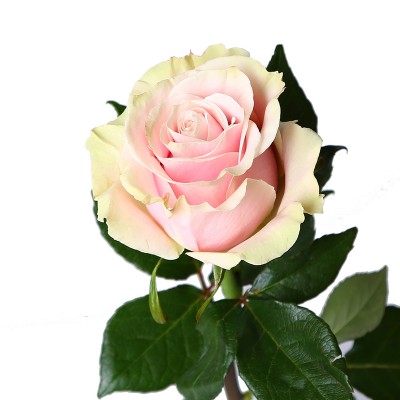 Роза  премиум Pink Mondial  60 см
